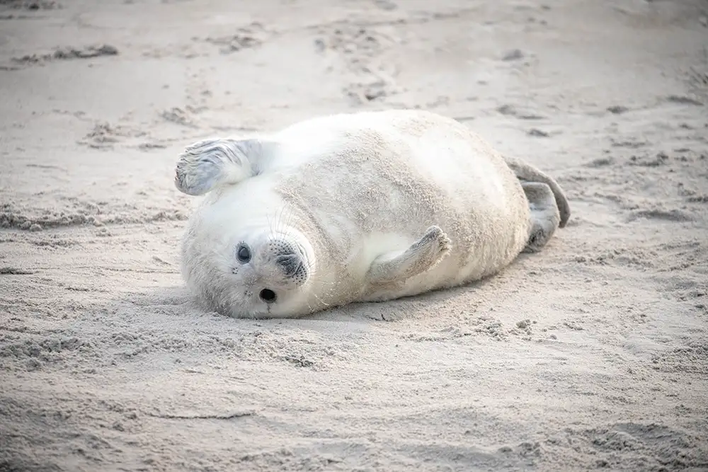 Kegelrobben, Nandus und Vogelparadiese an Nord- und Ostsee